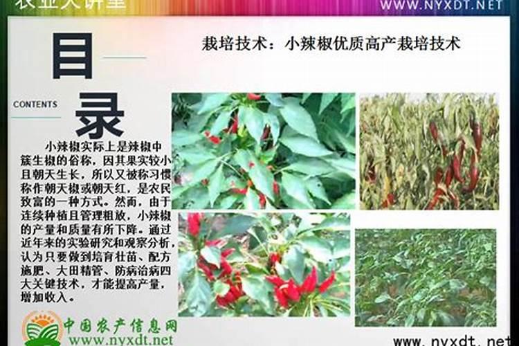辣椒什么时候施肥施什么肥(种辣椒多久施一次肥最好)