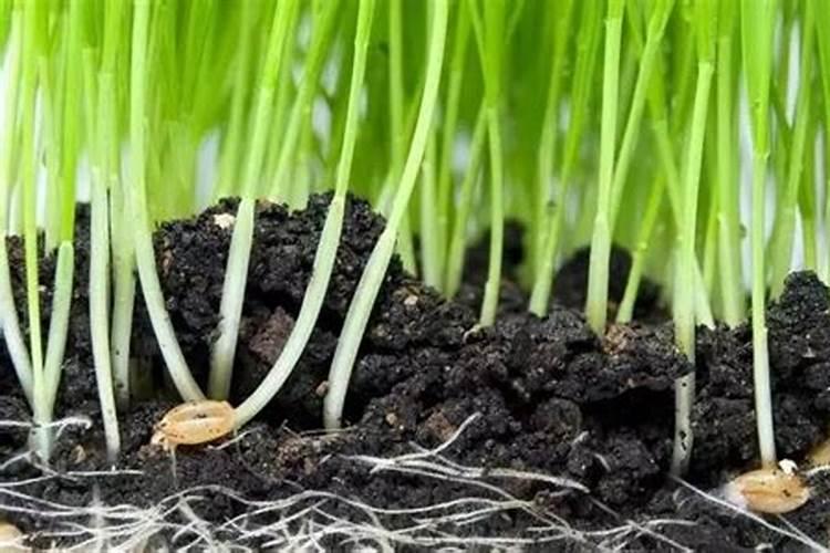 山东 玉米抗旱措施