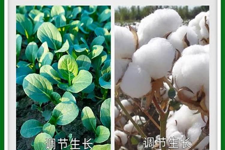 有什么能让胺鲜酯发挥膨大作用的配方