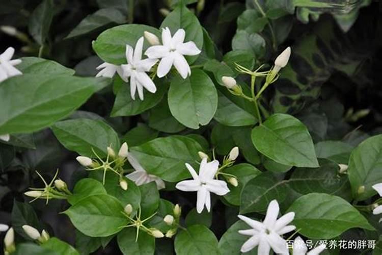 茉莉花开花后如何进行施肥