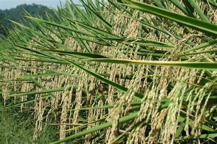种红薯用什么肥料？