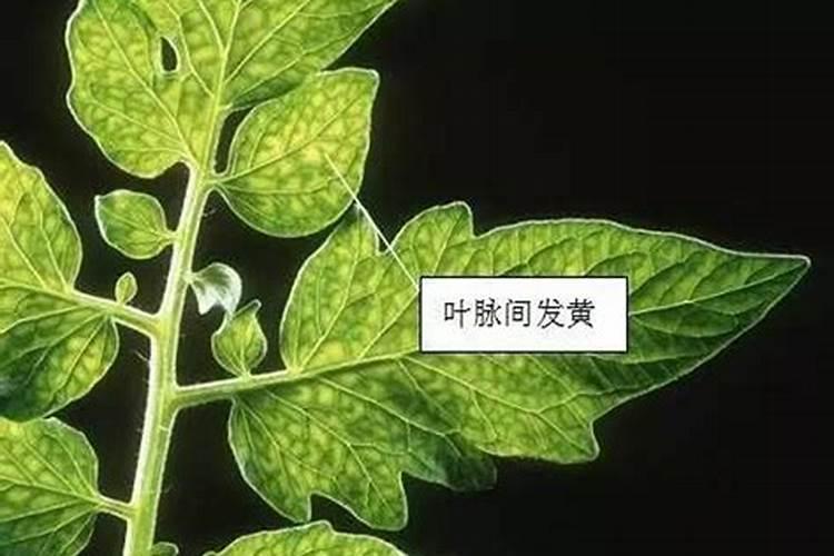 龙眼后期喷什么叶面肥好？