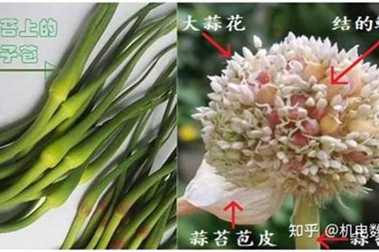 兰花什么时候施肥最好,兰花施肥用什么肥最好(氮磷钾肥)