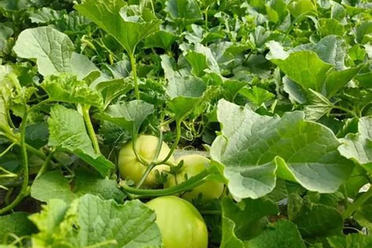 来聊一下钾肥的种类