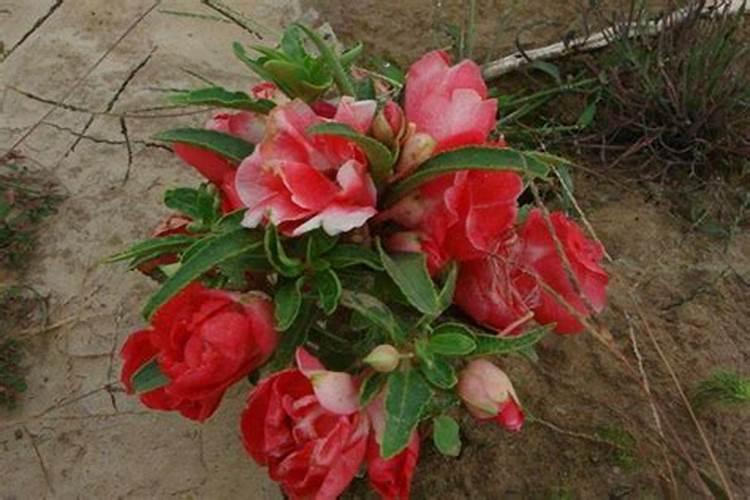 茉莉花用什么浇灌开花更旺