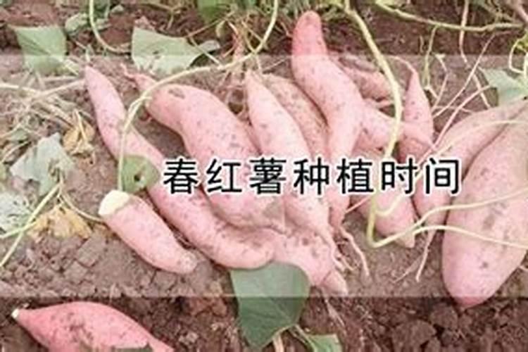 红薯栽种方法与时间