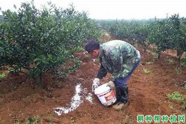 悬乳肥和液体肥有什么区别