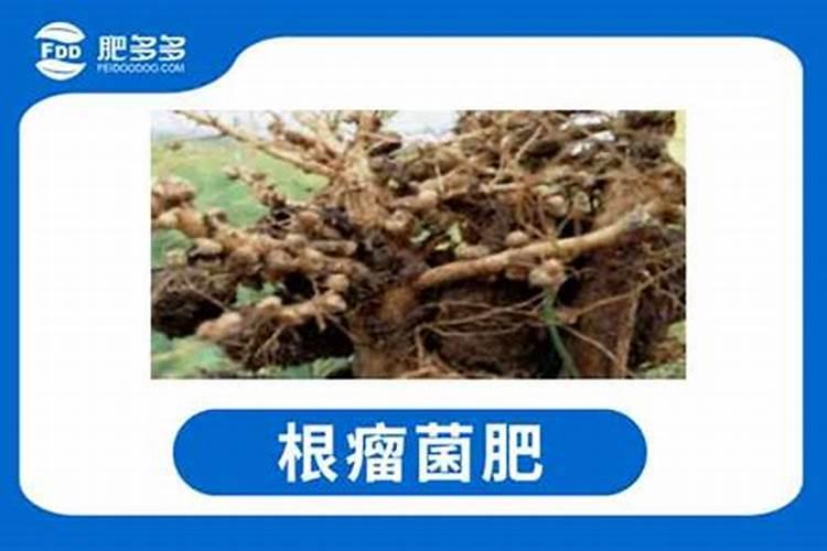种花生用什么肥料最好高产