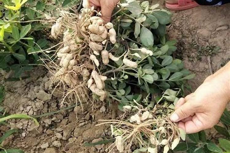 花生需要施肥吗？该施什么肥？