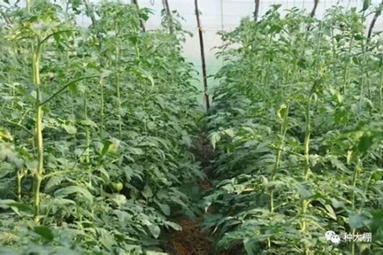 大棚番茄施肥方法