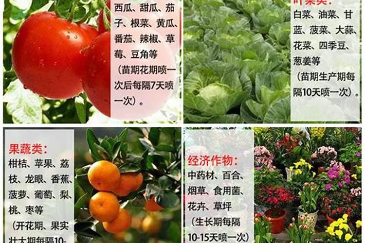 草莓在开花的时候施什么肥料