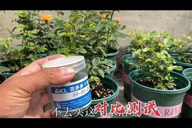 给月季换盆,才能枝肥叶壮,开花多