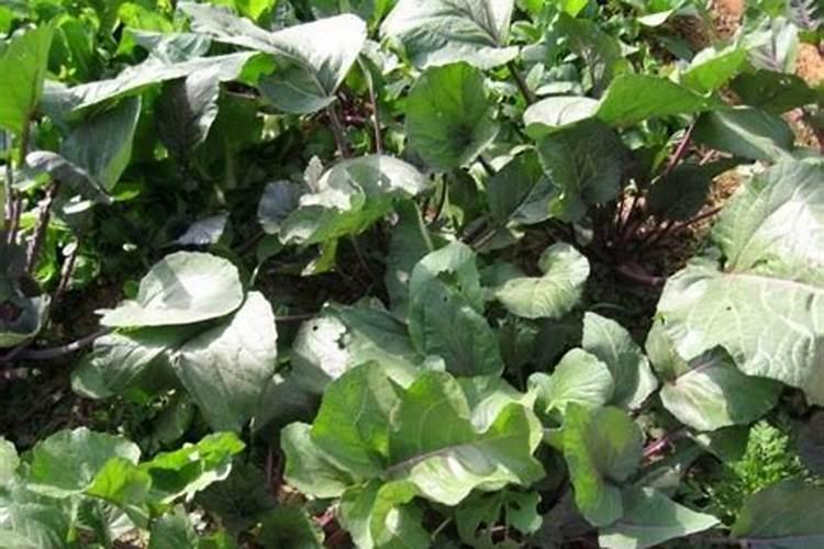 红菜苔种植时间和方法