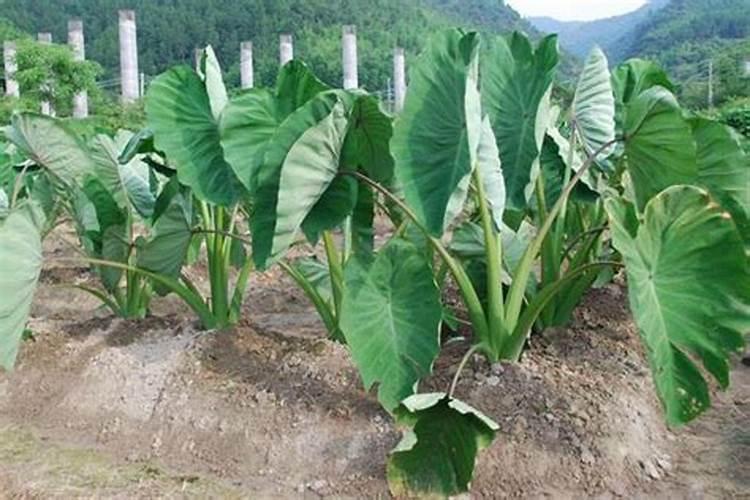 生土可栽山芋吗