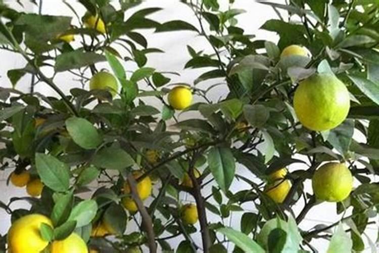 盆栽柠檬树施肥方法