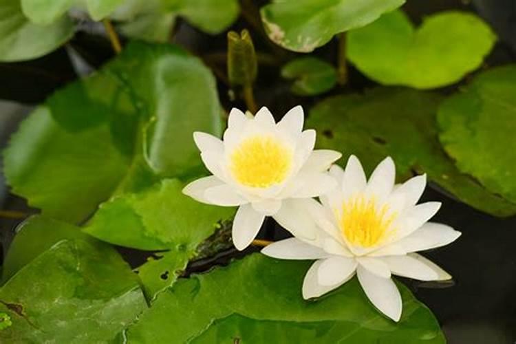 求问菠萝蜜的种子在河南可以发芽吗？