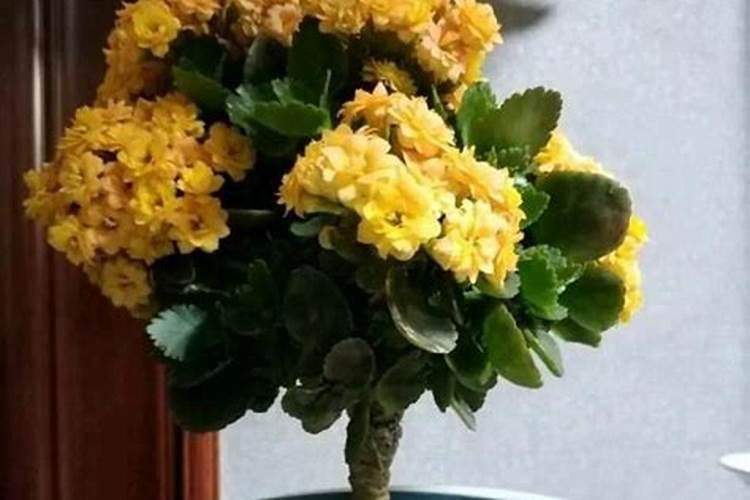 嫁接长寿花都有哪些注意事项