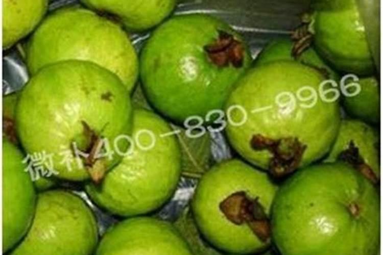 植物缺镁用什么肥料
