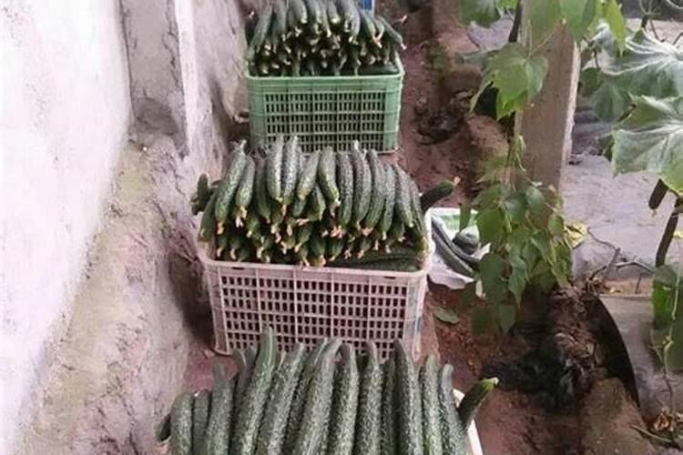 大棚黄瓜中期施什么能髙产