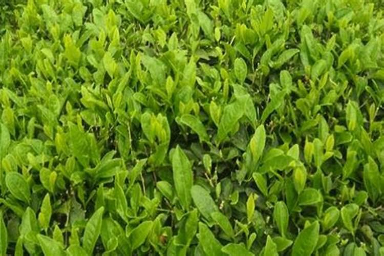 茶叶化肥使用方法如何使用 茶叶化肥使用方法