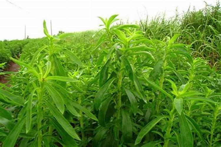 一亩地能产多少皇竹草 一亩地用量 亩产