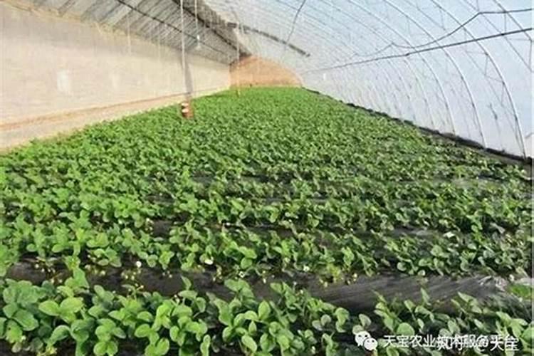 什么肥过多会抑制花芽分化