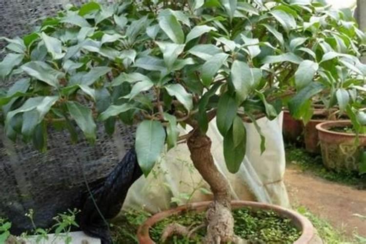 桂花树什么时候施肥