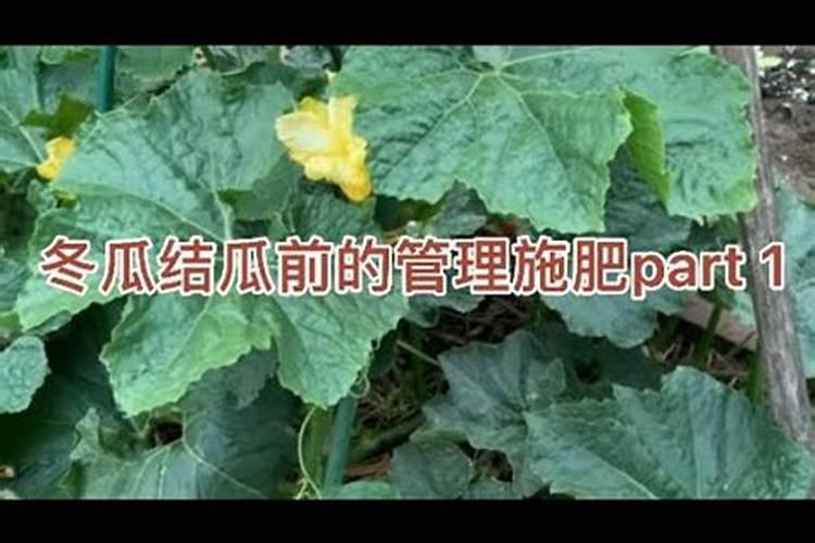 盆栽冬瓜如何施肥
