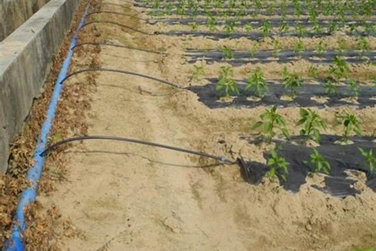 种植黄瓜可以用大量元素水溶肥吗？