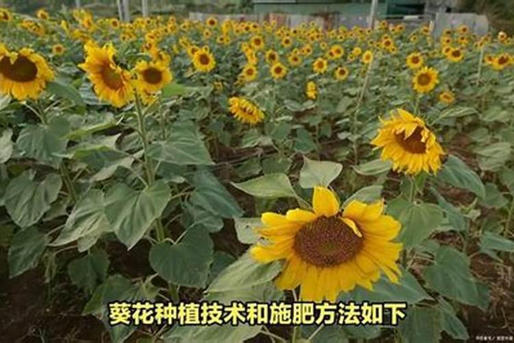 葵花种用什么肥料