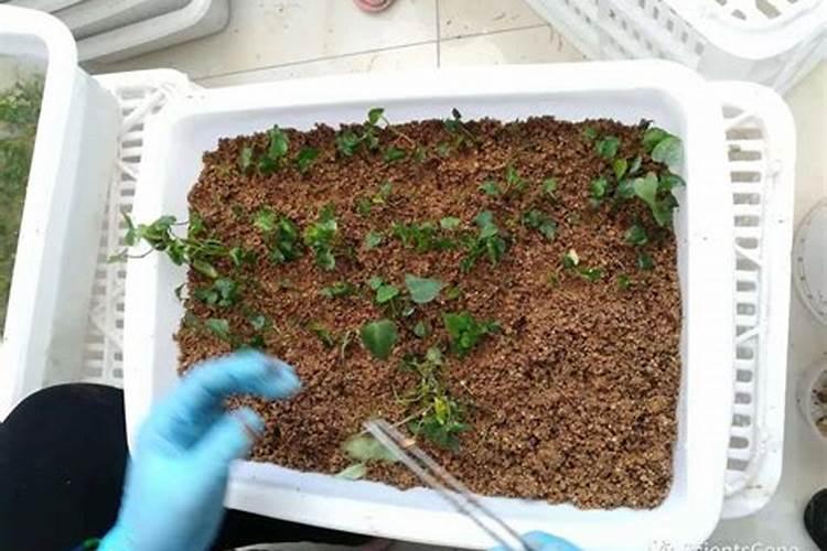 葡萄小苗不长有什么办法吗肥料长得快？