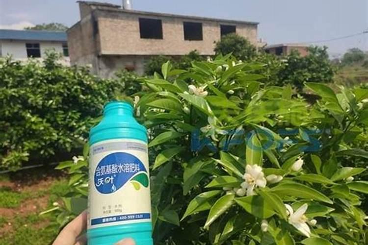 氨基酸水溶肥叶面喷施的效果
