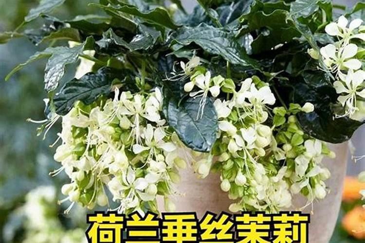 植物养护l仙气飘飘的垂丝茉莉