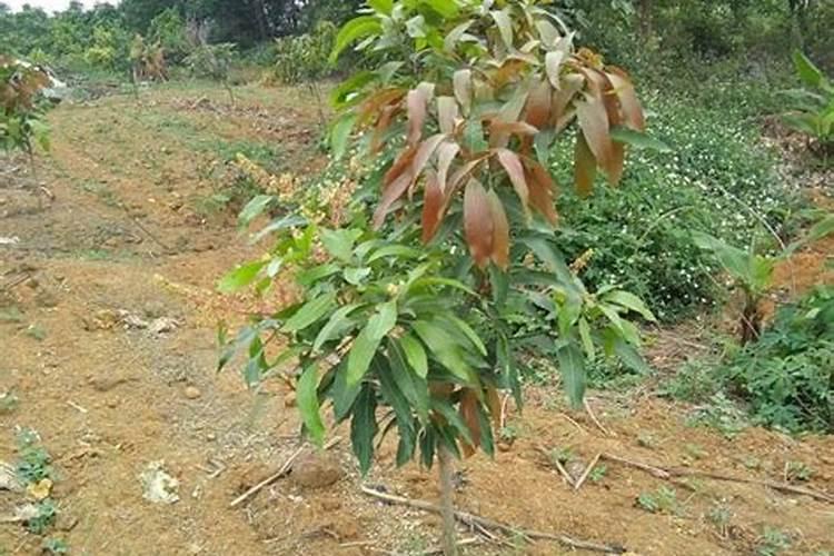 芒果树怎么种