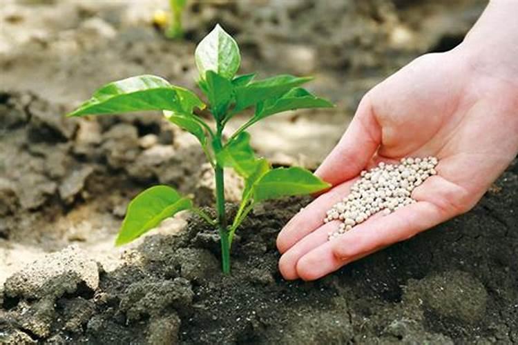 种植红枣的水肥管理技术有哪些 养殖方法总结
