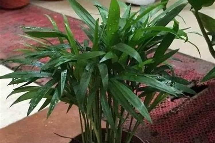 袖珍椰子用什么肥料最好