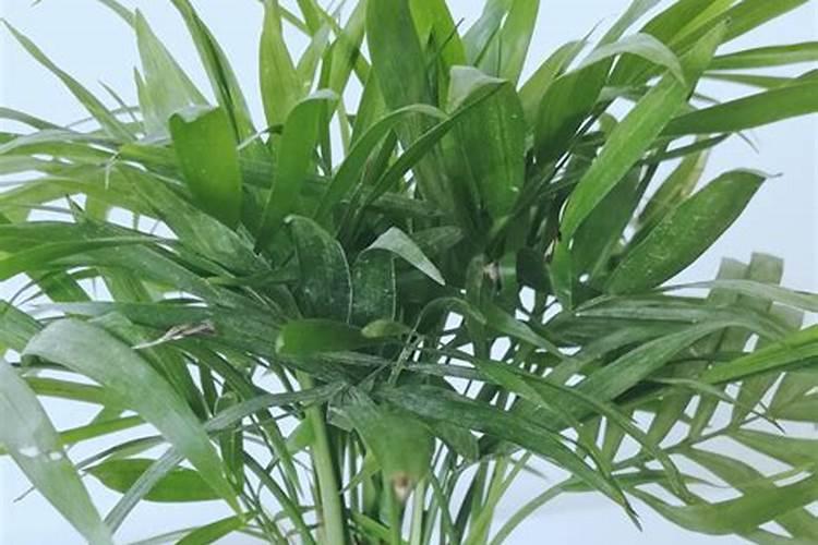 袖珍椰子用什么肥料最好
