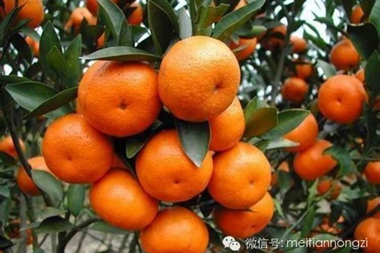 黄月季哪个品种最好