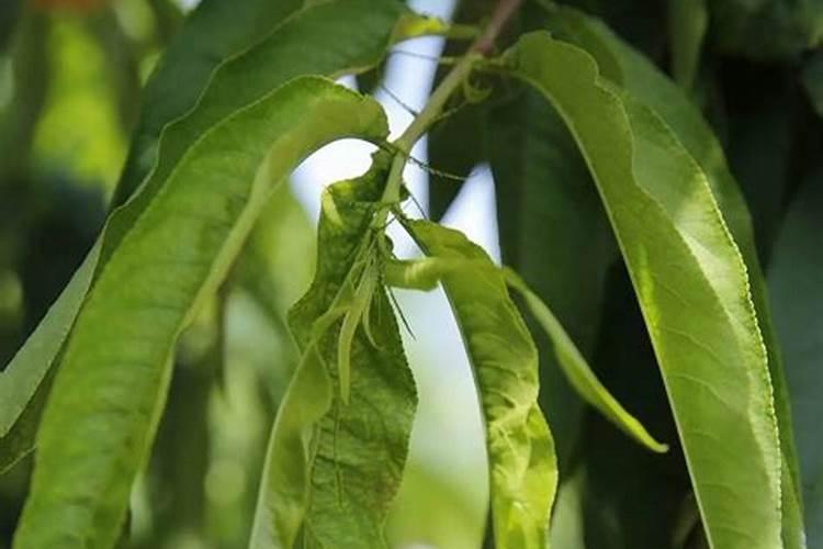 桃树花前多效唑的用法和用量