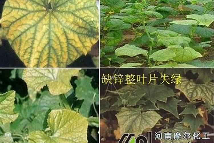 黄瓜幼苗叶片发暗,叶子卷曲枯焦,这是不是土壤的问题？