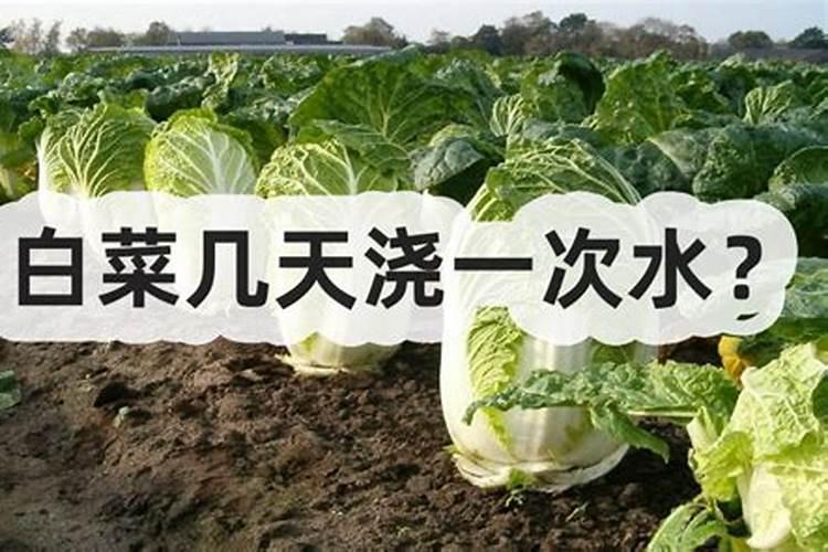 白菜什么时候开始追肥？一般追什么肥？一亩地用多少？