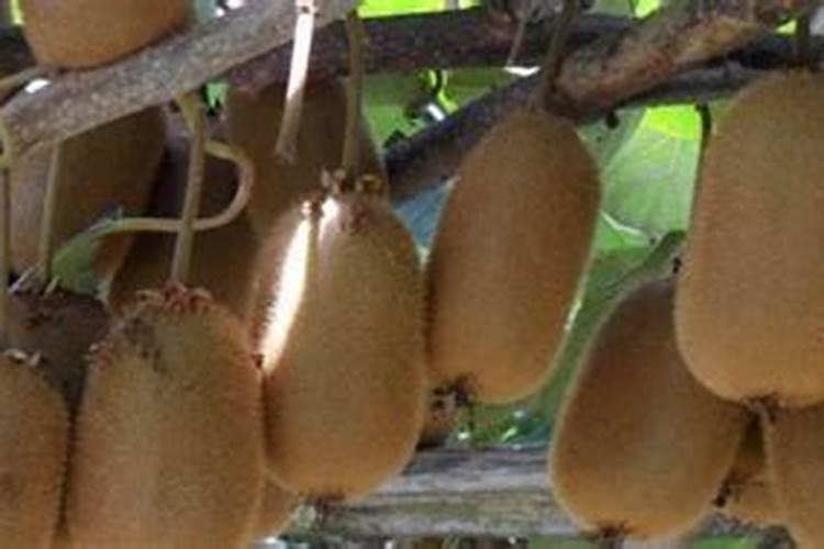 猕猴桃膨大期追施用什么肥料？猕猴桃结果期喷什么叶面肥结果多？