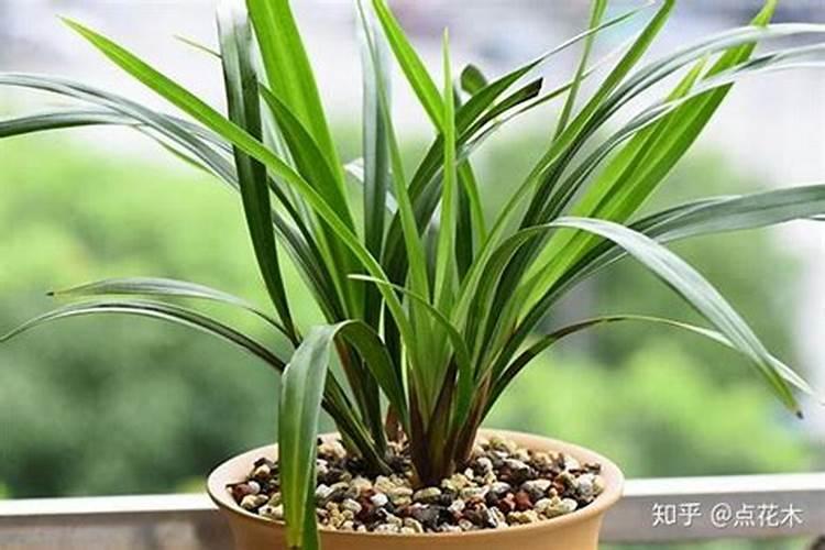 兰草促花的最佳方法(施什么肥促根促芽又促进兰花开花)