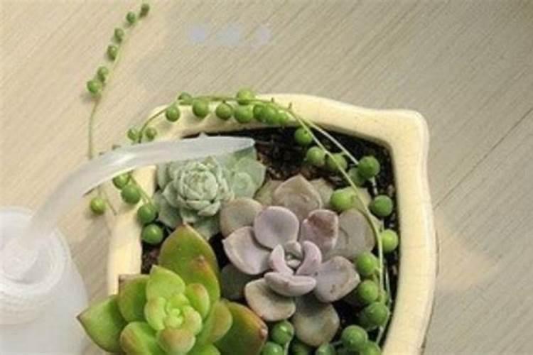多肉蒂亚怎么浇水