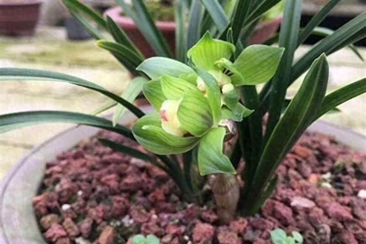 兰花换盆后多久施肥