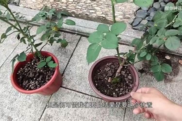 鸡粪属于什么肥料