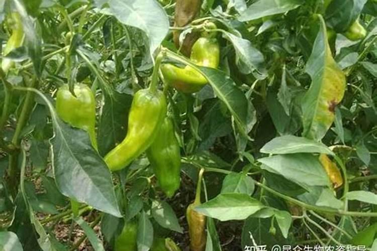 辣椒腐烂打什么药效果好