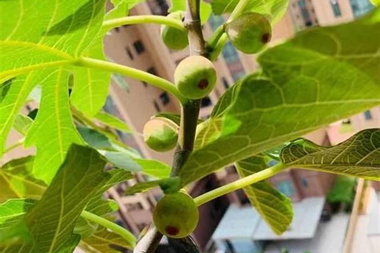 无花果最好的肥料是什么