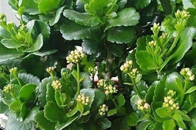 空心菜长到什么时候可以使用芸苔素