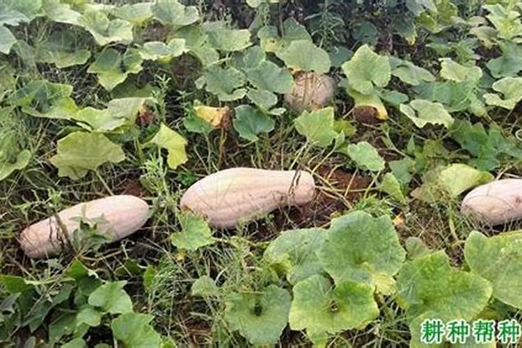 种植南瓜的时候为什么无法坐果？请问缺什么元素？